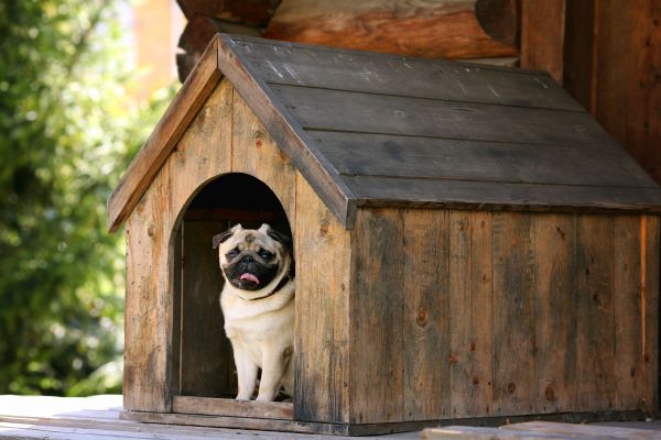 Dog Door Service