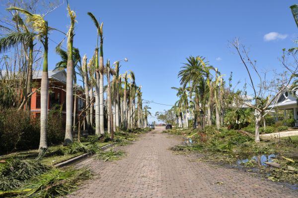 Garden Debris Cleanup