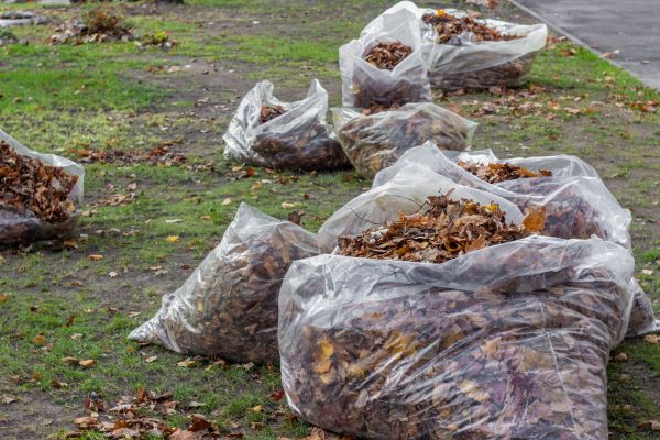Leaf Pile Disposal